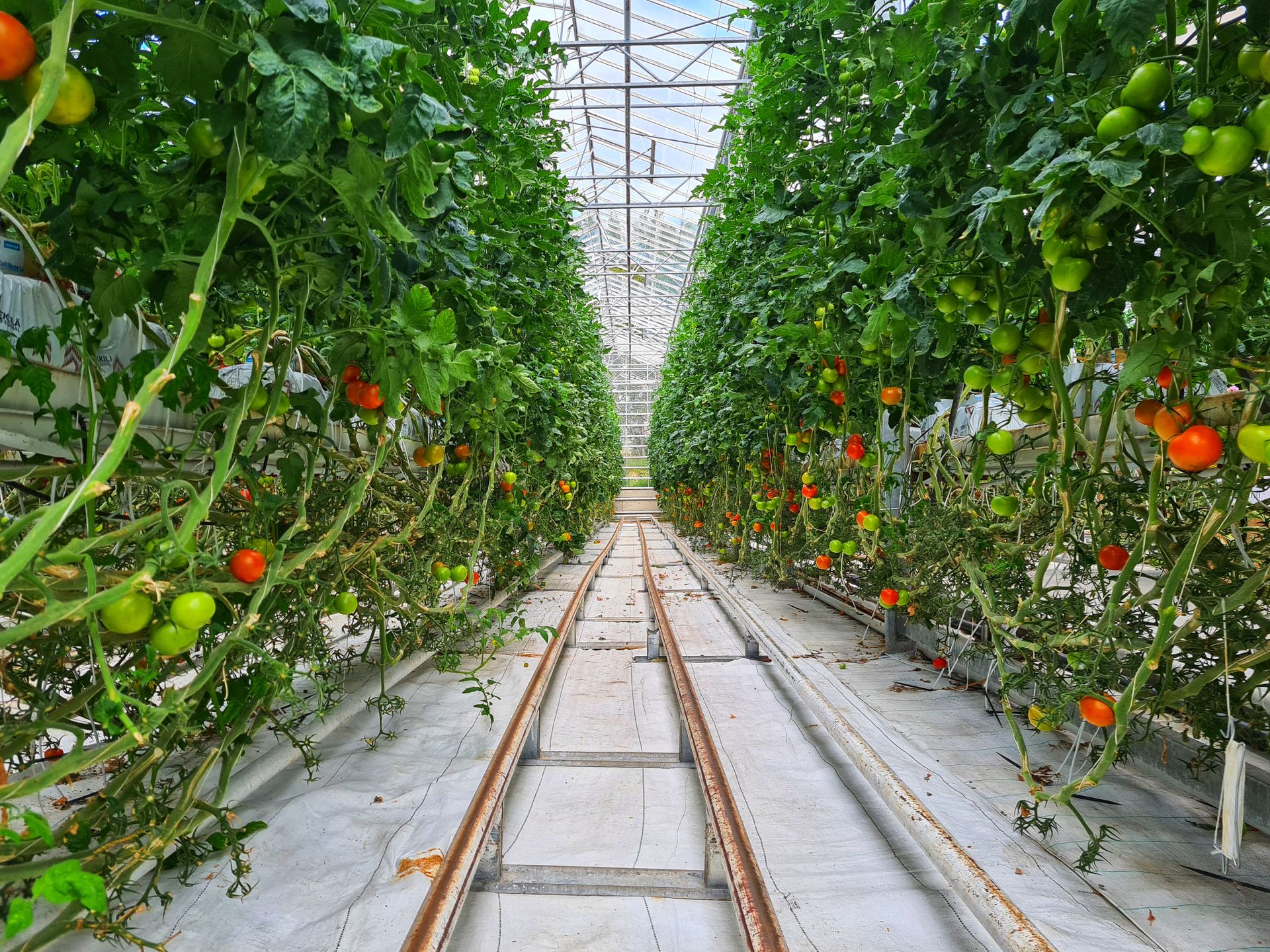 Manejo de CE e pH em sistema hidropônico com substrato de coco