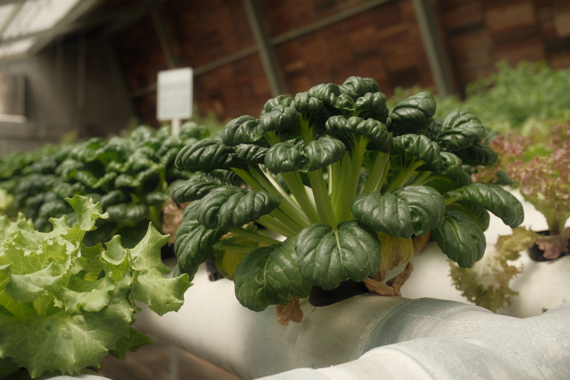 Estufa hidropônica ampla com folhosas em sistema de cultivo sem solo