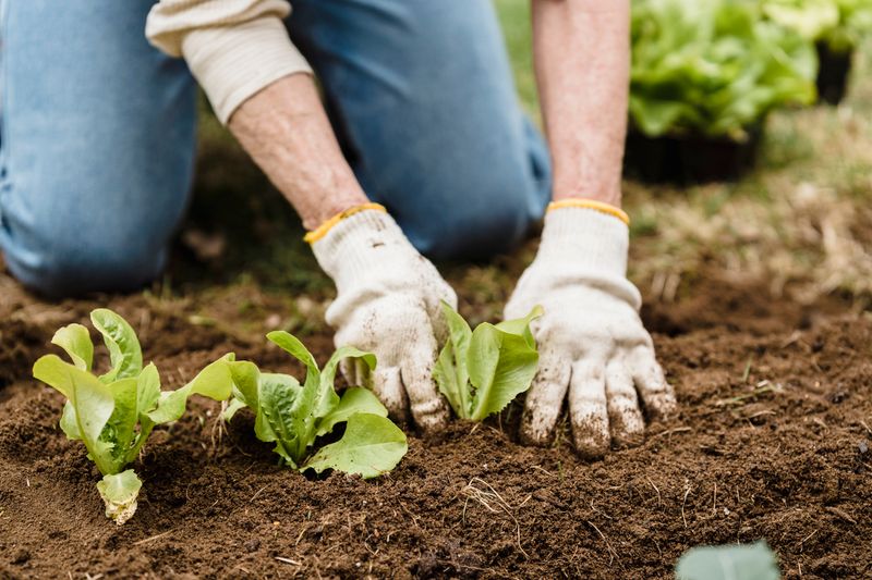 Raízes de planta hidropônica em substrato de coco — detalhe da zona radicular