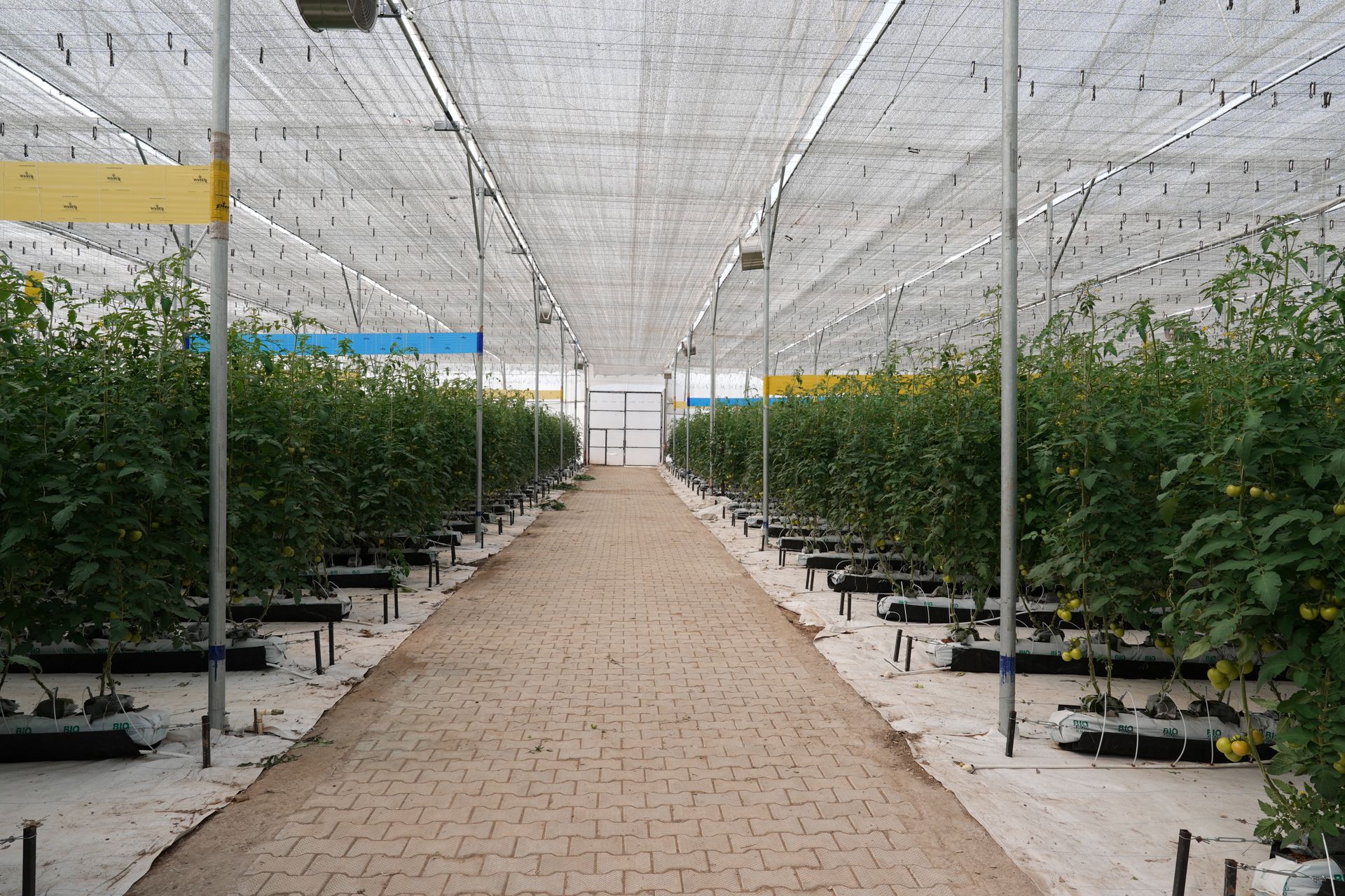 Estufa de tomate com slabs de substrato de coco e sistema de irrigação por gotejamento